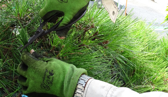 剪定作業 TANAKEN